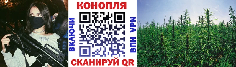 где купить наркоту  Новоузенск  Конопля ГИДРОПОН 